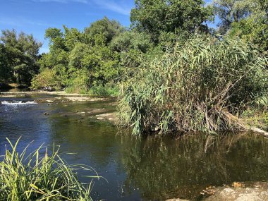 Nehirde kaynar su. Ülkede dinlenmek. Orman çiftliğindeki ağaçlar.