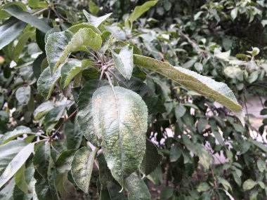 Ormanda yeşil bitki örtüsü. Doğal arka plan. Meditasyon görüntüsü.