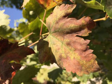 Sarı bir sonbahar yaprağının yeşil yaprakların arka planındaki makro görüntüsü. Doğal sonbahar duvar kağıdı. Minimalizm.
