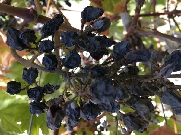 Uve Secche Blu Vicino Natura Morta Dell Autunno Dell Uva — Foto Stock