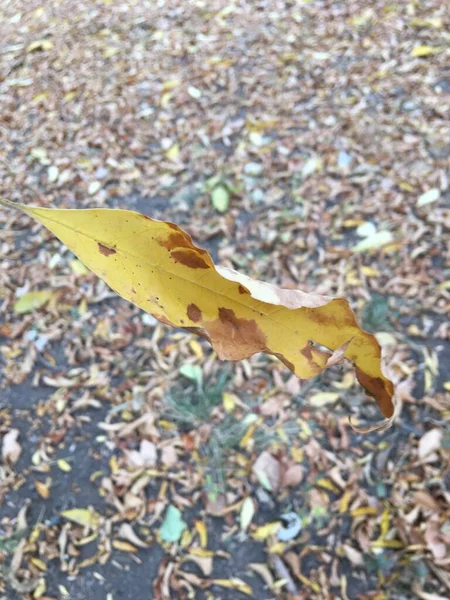 Macro Shot Autumn Yellowed Leaf Forest Atmospheric Photography Abstraction — Stock Photo, Image