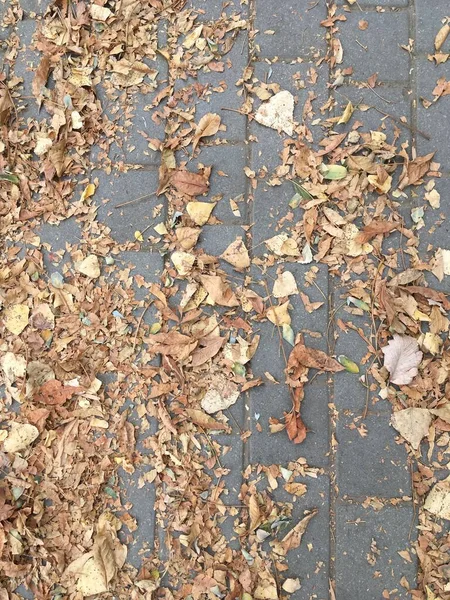 Die Vergilbten Blätter Liegen Auf Den Pflasterplatten Abstrakter Natürlicher Hintergrund — Stockfoto