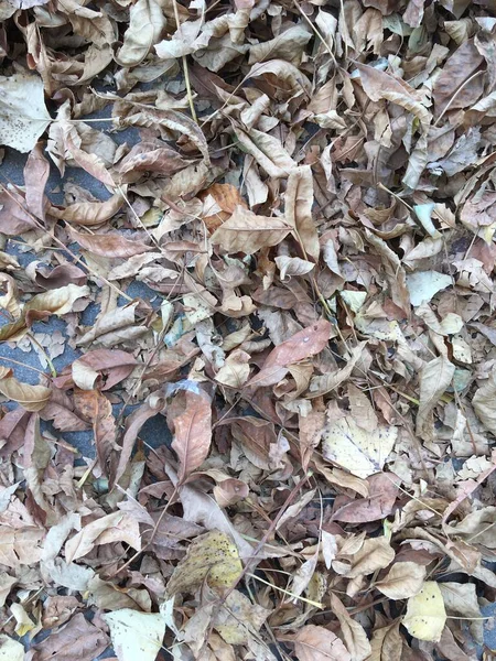 Abstrakte Textur Aus Vergilbten Blättern Herbst Minimalistische Tapete Halloween — Stockfoto