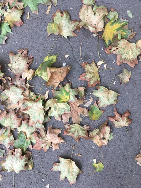 秋は灰色のアスファルトの上に葉 自然抽象化 ミニマリスト壁紙 — ストック写真