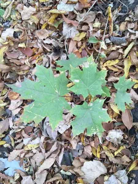 緑と黄色の葉 葉の秋のカーペット 秋の自然背景 — ストック写真