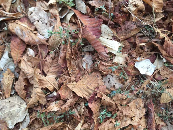 小さな紅葉 自然の秋の抽象化 秋の森のテクスチャ — ストック写真