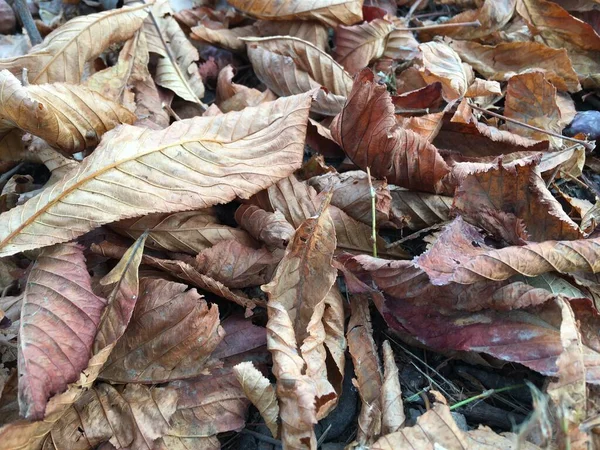 Makro Felvétel Texturált Őszi Levelekről Absztrakt Természeti Háttér November Október — Stock Fotó