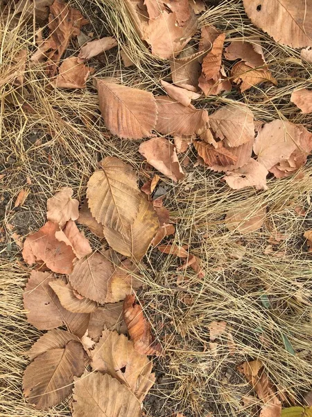 黄色い草の中の秋の葉 明るい秋の背景 自然の魔法の抽象化 — ストック写真
