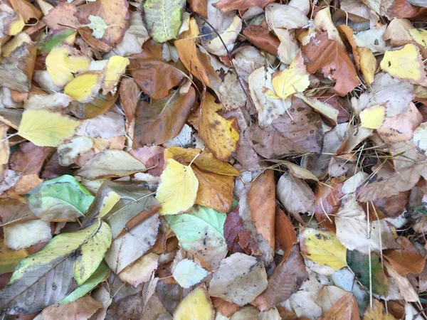 多色の紅葉 落葉カーペットのテクスチャ 自然抽象 — ストック写真