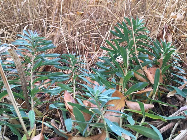 黄色い草の中の緑の芽 秋の自然壁紙 — ストック写真