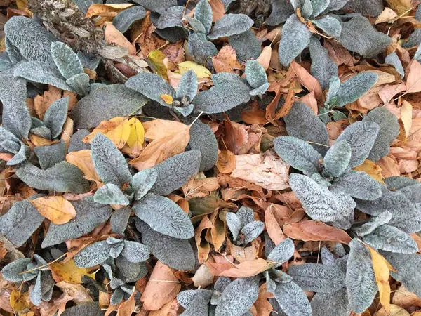 緑の草と黄色の葉 秋の自然壁紙 最高の秋の食感 — ストック写真