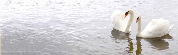 Par Cisnes Blancos Nadan Agua Símbolo Amor Fidelidad Que Dos — Foto de Stock