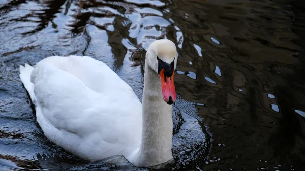 Portrait Cygne Blanc Avec Bec Orange Sur Fond Noir Cygne — Photo