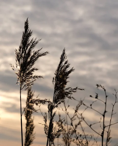 Las Cañas Doradas Balancean Viento Contra Cielo Atardecer Fondo Natural — Foto de Stock