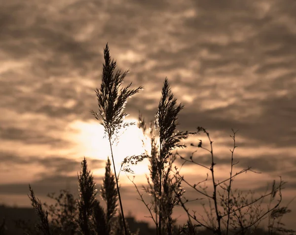 夕日の空に対して風の中で黄金の葦の揺れ 抽象的な自然背景 ニュートラルな色のパターン ミニマルでスタイリッシュなトレンドコンセプト 黄金の種子草 乾燥した葦 葦の種 — ストック写真