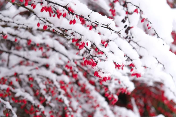 Czerwone Jagody Pod Śniegiem Gałęzie Jagód Kolcami Wybiórcze Skupienie Naturalne — Zdjęcie stockowe