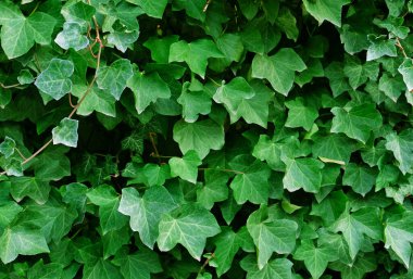 Duvarda yeşil sarmaşık yaprakları var. Yaprakların dokulu arkaplanı. Arkaplan tasarımı için yeşil bitki duvar dokusu ve eko duvar ve sanat için kesim. Bir sürü yaprak..