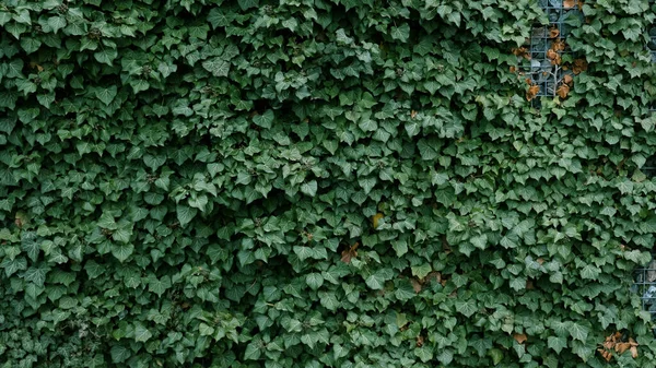 Gabion retaining wall - grey stones in gabion metallic baskets kept by retaining wall wire mesh overgrown with green ivy leaves. Backdrop design and eco wall and die-cut for artwork. A lot of leaves.