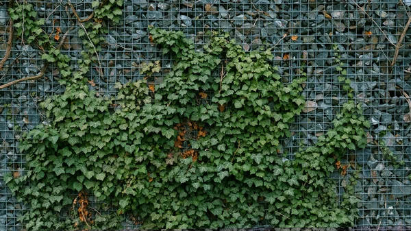 Gabion retaining wall - grey stones in gabion metallic baskets kept by retaining wall wire mesh overgrown with green ivy leaves. Backdrop design and eco wall and die-cut for artwork. A lot of leaves.