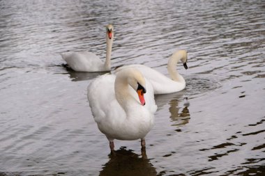 Turuncu gagalı beyaz bir kuğu göletin yanında duruyor. Gölde iki beyaz kuğu yüzüyor. Vahşi kuşlu sihirli manzara (Cygnus olor). Boşluğu kopyala.