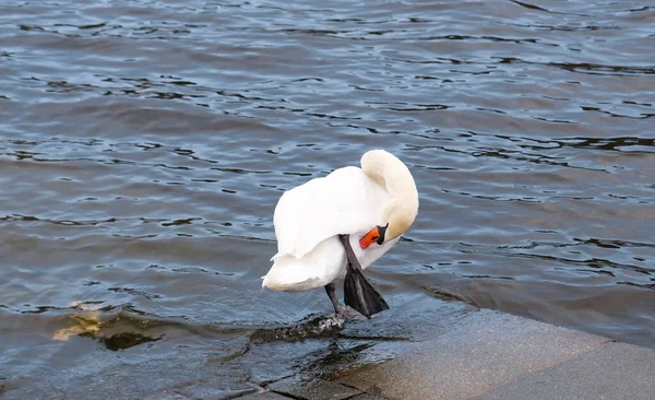 Weißer Schwan Mit Orangefarbenem Schnabel Steht Neben Einem Teich Schwäne — Stockfoto