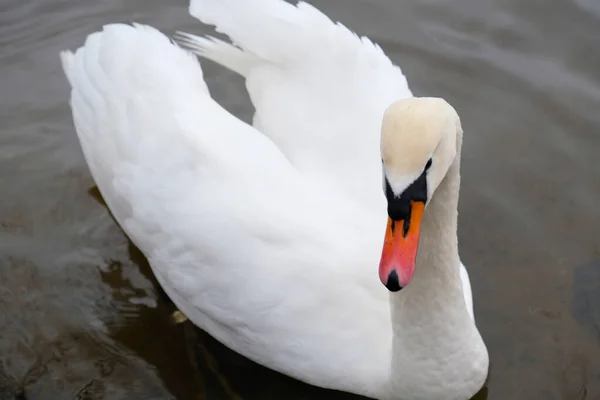 Портрет Белого Лебедя Оранжевым Клювом Фоне Озера Один Колючий Лебедь — стоковое фото