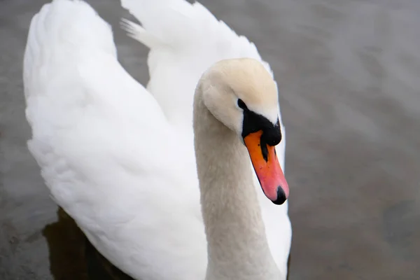 Портрет Белого Лебедя Оранжевым Клювом Фоне Озера Один Колючий Лебедь — стоковое фото