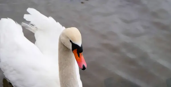 Fehér Hattyú Portré Narancssárga Csőrrel Hátterében Egy Szamárhátú Hattyú Úszik — Stock Fotó