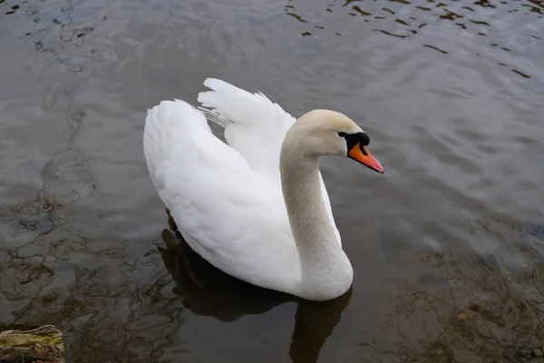 Retrato Cisne Blanco Con Pico Naranja Sobre Fondo Del Lago — Foto de Stock