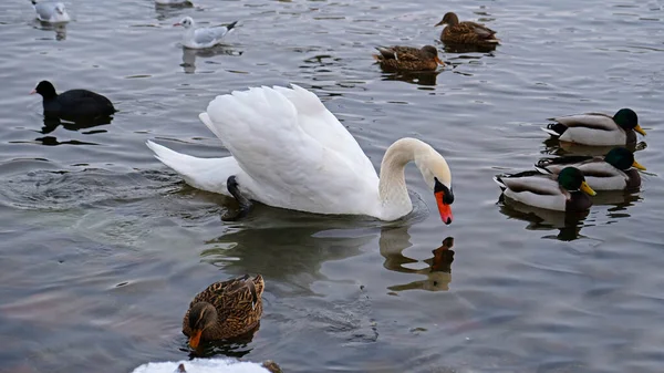 Cisne Blanco Con Pico Naranja Patos Nadan Lago Cisne Zumbido — Foto de Stock