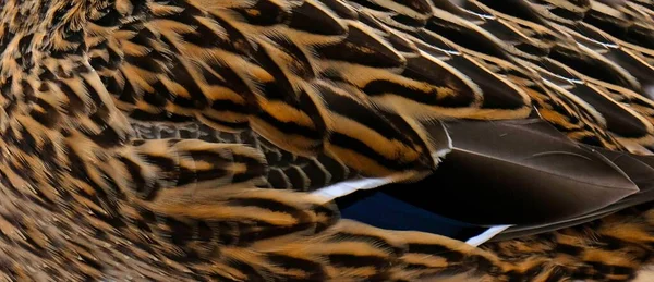 Duck feathers texture. Close-up colorful feathers on the wing of a bird. Blue, brown, grey and white feathers on the wing of a wild duck as a background. Selective focus.