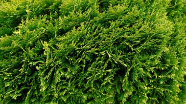 Thuja ağaçlarının güzel yeşil noel yaprakları, çiçek arkaplan duvar kağıtları, duvar fırçaları, ekran koruyucu. Duvar kağıdı ve arkaplan için parlak yeşil arkaplan. Thuja batısında Mirjam.