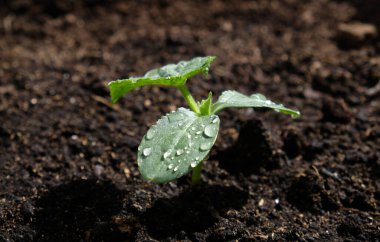 Toprakta taze salatalık filizleri, serada salatalık yetiştirme. Evde sebze yetiştiriyorum. Şehir sebze bahçesi. Çiftçilik, tarım. Kara toprak.