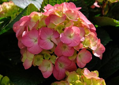 Kırsal Kır Bahçesi 'nde yeşillik ve cilt bakımı olan güzel ortancalar. Pembe ve mor ortanca çiçekleri, yaklaşın. Seçici odaklanma. Tebrik kartı için arkaplan.