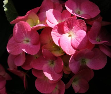 Kırsal Kır Bahçesi 'nde yeşillik ve cilt bakımı olan güzel ortancalar. Pembe ve mor ortanca çiçekleri, yaklaşın. Seçici odaklanma. Tebrik kartı için arkaplan.