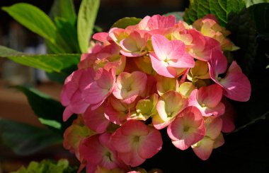 Kırsal Kır Bahçesi 'nde yeşillik ve cilt bakımı olan güzel ortancalar. Pembe ve mor ortanca çiçekleri, yaklaşın. Seçici odaklanma. Tebrik kartı için arkaplan.