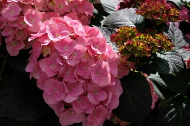 Kırsal Kır Bahçesi 'nde yeşillik ve cilt bakımı olan güzel ortancalar. Pembe ve mor ortanca çiçekleri, yaklaşın. Seçici odaklanma. Tebrik kartı için arkaplan.