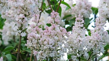 Şırınganın güzel çeşitleri 