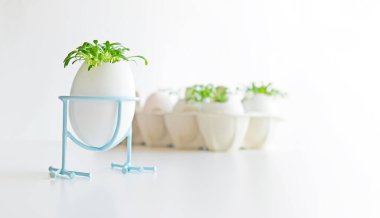 Taze mikroyeşil su teresi karton yumurta kutusunda beyaz yumurta kabuğunda yetişir. Vejetaryen ve sağlıklı beslenme konsepti. Yaratıcı eko kavramı. Sıfır kayıp. Yakın plan. Paskalya bayrağı.