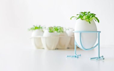 Taze mikroyeşil su teresi karton yumurta kutusunda beyaz yumurta kabuğunda yetişir. Vejetaryen ve sağlıklı beslenme konsepti. Yaratıcı eko kavramı. Sıfır kayıp. Yakın plan. Paskalya bayrağı.