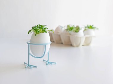 Taze mikroyeşil su teresi karton yumurta kutusunda beyaz yumurta kabuğunda yetişir. Vejetaryen ve sağlıklı beslenme konsepti. Yaratıcı eko kavramı. Sıfır kayıp. Yakın plan. Paskalya bayrağı.