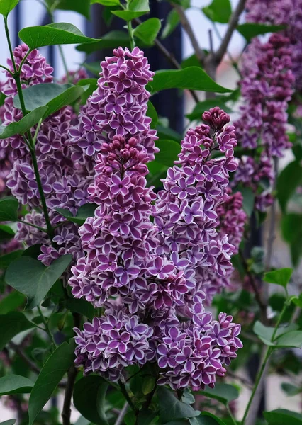 Beautiful Blooming Varietal Selection Two Tone Lilac Syringa Vulgaris Sensation — Stock Photo, Image