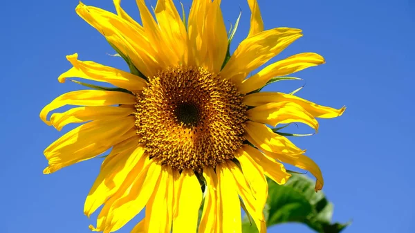 Крупним Планом Жовті Яскраві Соняшники Тлі Блакитного Неба Насіння Соняшнику — стокове фото
