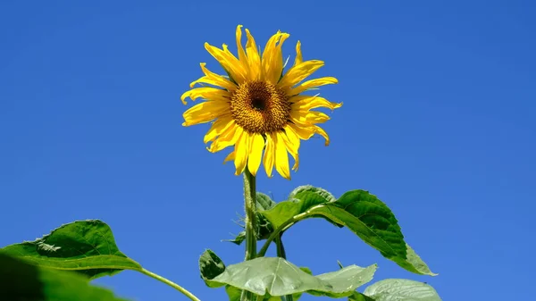 Жовті Яскраві Соняшники Тлі Блакитного Неба Насіння Соняшнику Вирощування Соняшникового — стокове фото