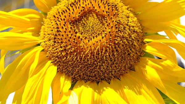 Nahaufnahme Gelber Heller Sonnenblumen Vor Blauem Himmel Sonnenblumenkerne Sonnenblumenfeld Anbauen — Stockfoto