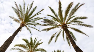 Tüylü yaprakları bulutlu gökyüzüne karşı siluetli iki uzun palmiye ağacının dramatik alçak açılı görüntüsü