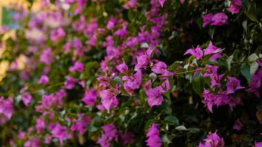 Canlı morumsu bougainvillea çiçek açmış ve yemyeşil bir çit oluşturuyor. Yaz seyahati, güzellik, yaşam tarzı ve lüks emlak markaları için zemin.