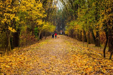 Genç çift sonbahar parkında yürüyüşe çıkar, evli çift köpeği gezdirir.