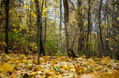 Düşen sonbahar yaprakları, sarı akçaağaç