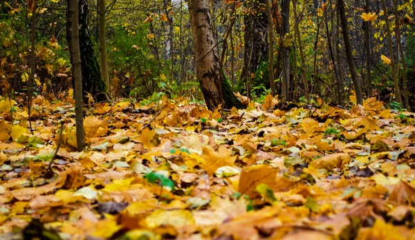 Achtergrond Van Gevallen Herfstbladeren Gele Esdoorn — Stockfoto